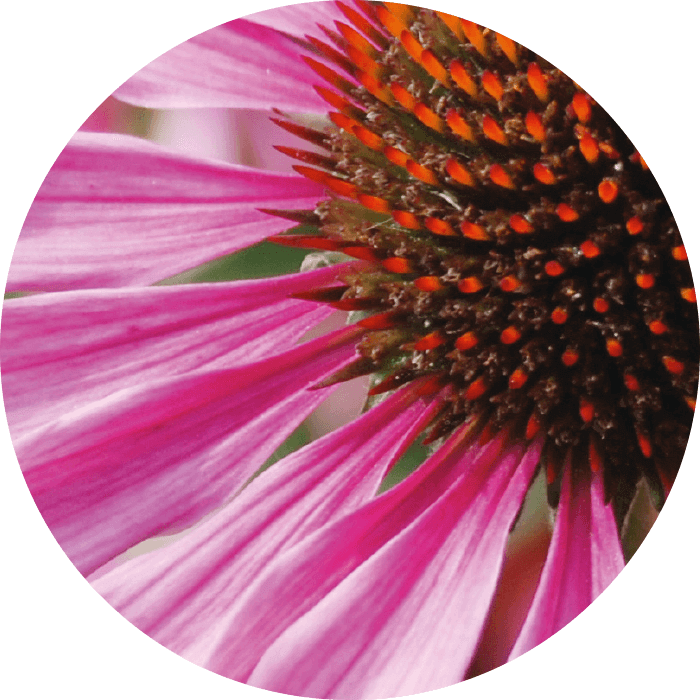 Echinacea