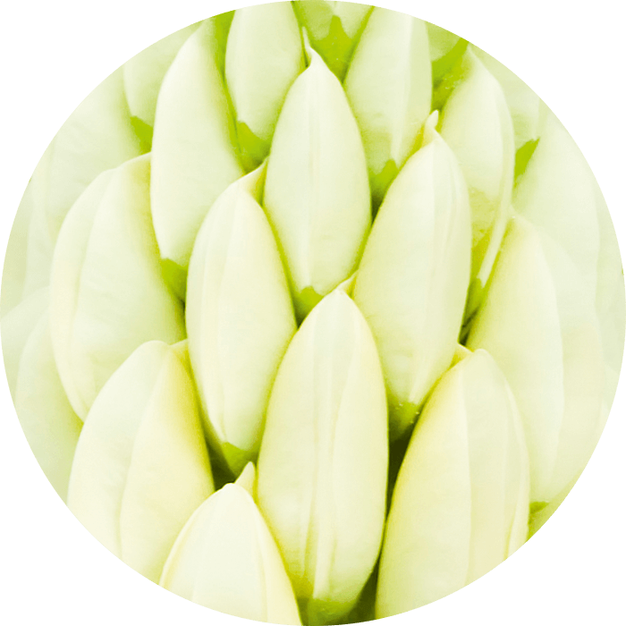 Weiße Lupine
